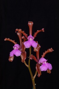 Cattleya elongata var. tenebrosa ‘Gayle’ AM/AOS 80 pts.